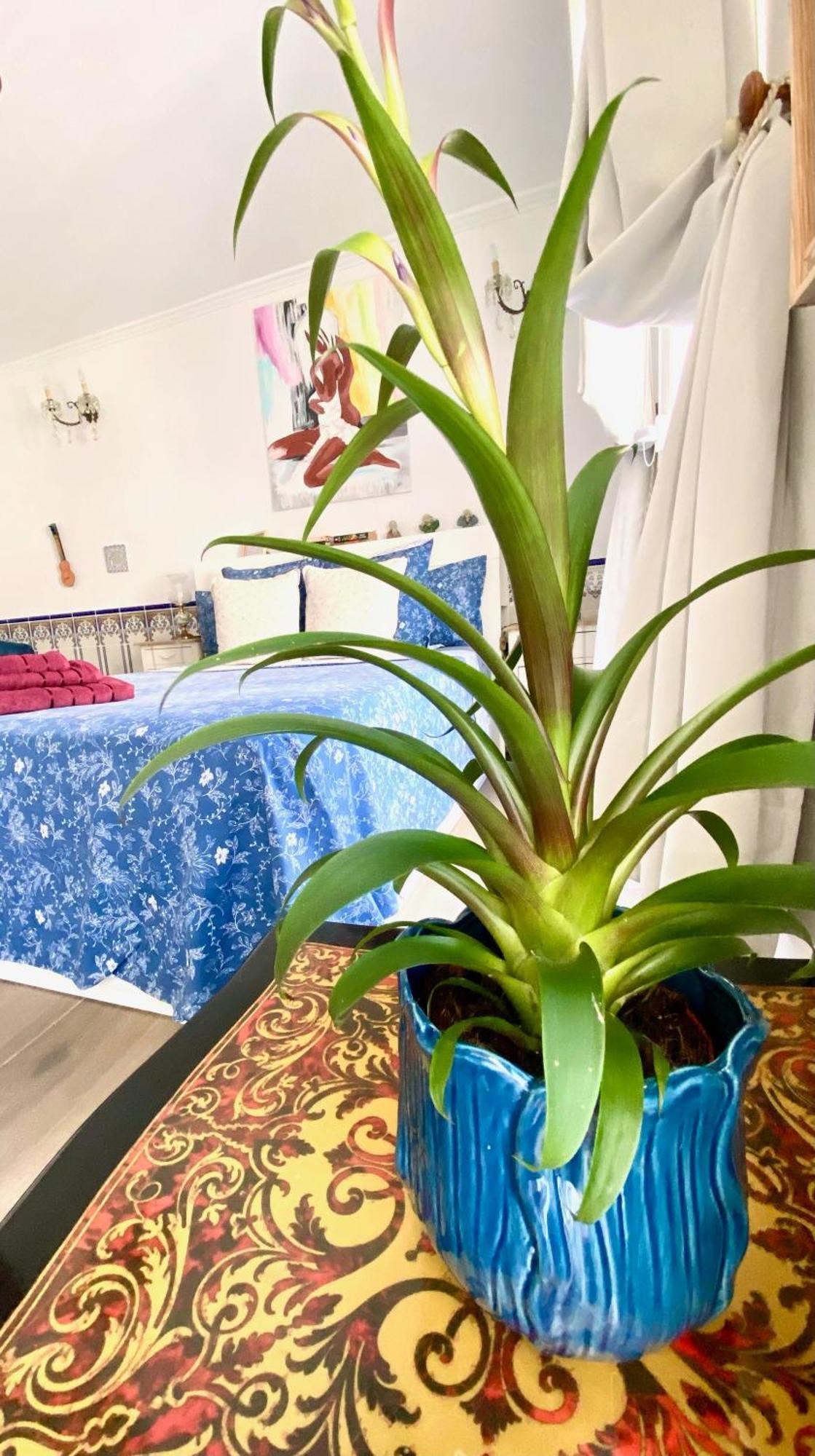 Zenit Olhao Bed & Breakfast المظهر الخارجي الصورة